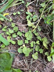Dichondra carolinensis