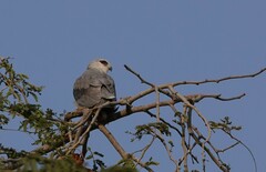 Elanus caeruleus caeruleus