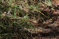 Thamnophis sirtalis pallidulus