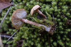 Cystoderma