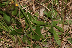 Podolobium scandens