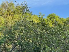 Sideroxylon peninsulare