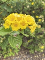 Cordia lutea
