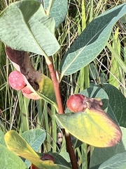 Myrica
