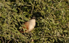 Centropus superciliosus