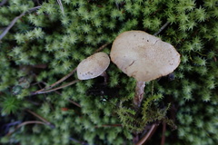 Cystoderma
