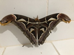 Archaeoattacus malayanus