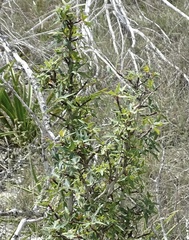 Berberis trifoliolata
