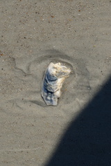 Crassostrea virginica