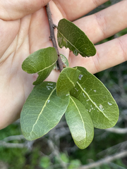 Sideroxylon peninsulare