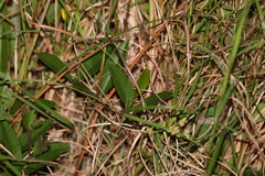 Podolobium scandens