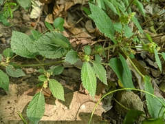 Boehmeria pilosiuscula