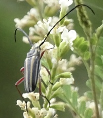 Sphaenothecus bilineatus