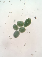 Wolffia brasiliensis