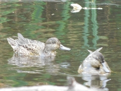 Anas crecca carolinensis