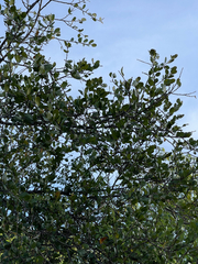 Sideroxylon peninsulare