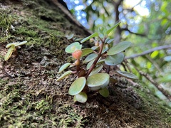 Peperomia leptostachya