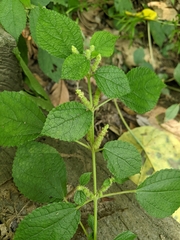Boehmeria pilosiuscula
