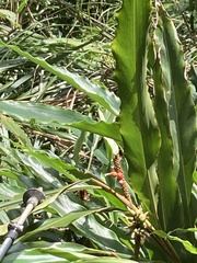Alpinia sessiliflora