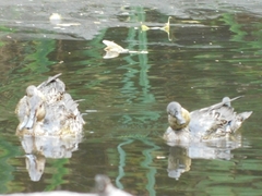 Anas crecca carolinensis