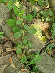 Boehmeria pilosiuscula