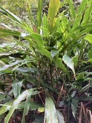 Alpinia sessiliflora