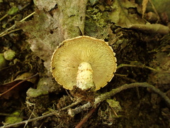 Cystodermella