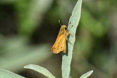 Hylephila phyleus phyleus