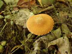 Cystodermella