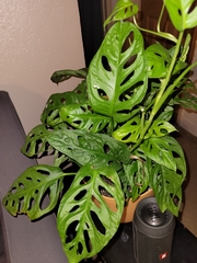 Monstera obliqua
