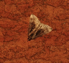 Hypena baltimoralis