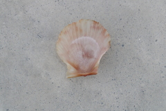 Argopecten ventricosus