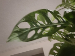 Monstera obliqua
