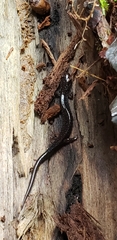 Ambystoma laterale