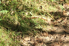 Thamnophis sirtalis pallidulus