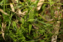 Ranunculus inundatus