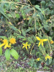 Helianthus microcephalus