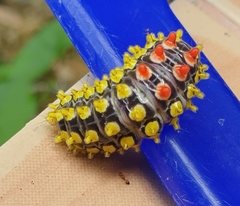 Cyclosia papilionaris