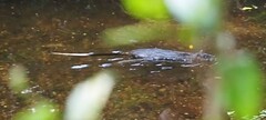 Hydromys chrysogaster