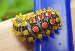 Cyclosia papilionaris