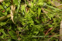 Ranunculus inundatus