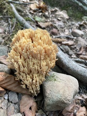 Ramaria