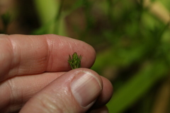 Ranunculus inundatus