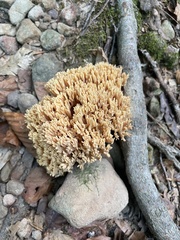 Ramaria