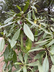 Myoporum