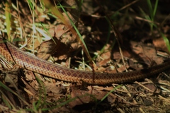 Thamnophis sirtalis pallidulus