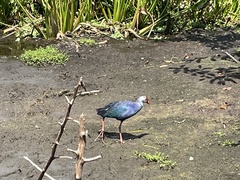 Porphyrio poliocephalus