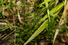 Ranunculus inundatus