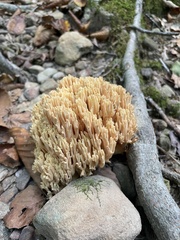 Ramaria