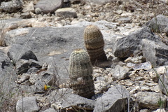 Echinocereus reichenbachii caespitosus